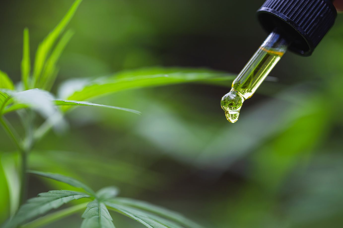 cbd-oil